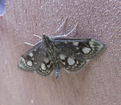 Anania coronata