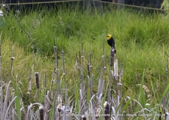Chrysomus icterocephalus bogotensis
