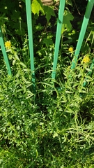 Erysimum
