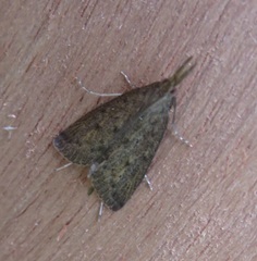 Schoenobius gigantella
