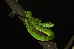 Trimeresurus schultzei