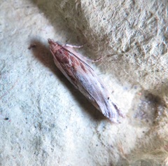 Eucosma cana