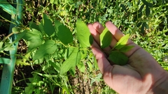 Spiraea chamaedryfolia