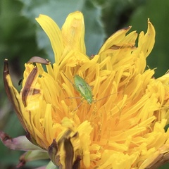 Closterotomus