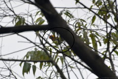 Hemithraupis ruficapilla