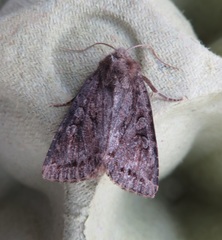 Apterogenum ypsillon