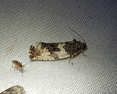 Pseudosciaphila duplex