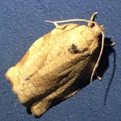 Choristoneura fractivittana