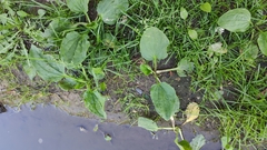 Plantago major