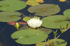 Nymphaea odorata tuberosa