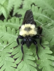 Laphria thoracica