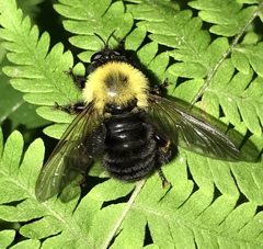 Laphria thoracica