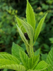 Stethaulax marmorata