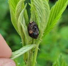 Stethaulax marmorata