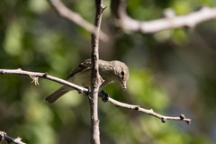 Myiopagis viridicata