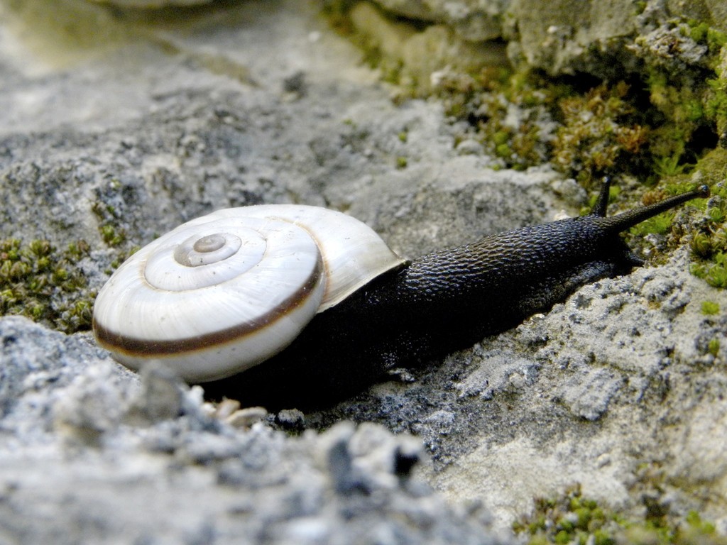 Chilostoma cingulatum