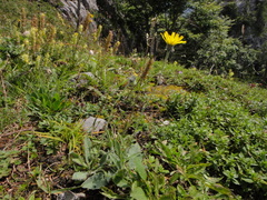 Hieracium arolae