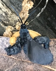 Pyromorpha dimidiata