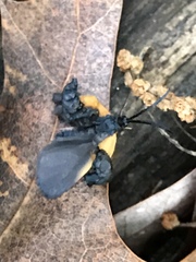 Pyromorpha dimidiata