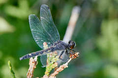 Leucorrhinia intacta