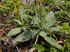 Hieracium arolae