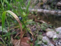 Hypolestes hatuey