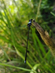 Hypolestes hatuey