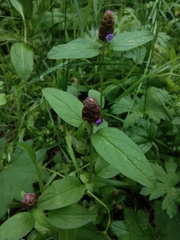 Prunella vulgaris