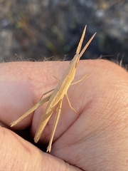 Achurum carinatum
