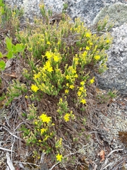 Hudsonia ericoides