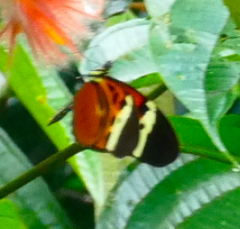 Heliconius numata