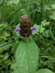 Prunella vulgaris