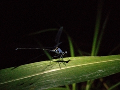Hypolestes hatuey