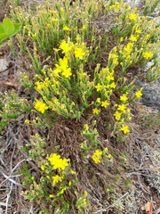 Hudsonia ericoides