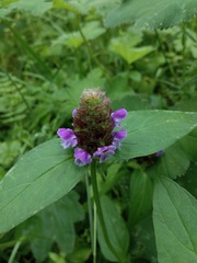 Prunella vulgaris
