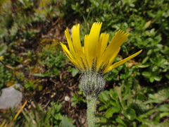 Hieracium arolae
