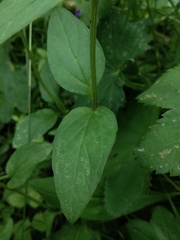Prunella vulgaris