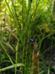 Hypolestes hatuey
