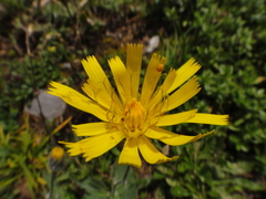 Hieracium arolae