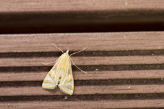 Eoophyla conjunctalis