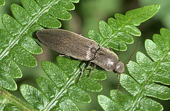 Agriotes pilosellus