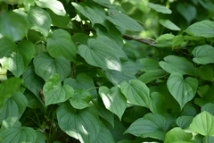 Dioscorea villosa