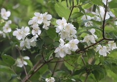 Philadelphus satsumi