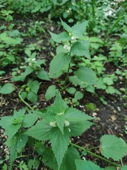Lamium album