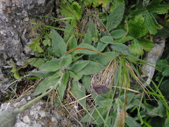 Hieracium arolae