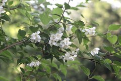 Philadelphus satsumi