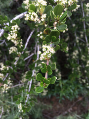 Ceanothus cuneatus cuneatus
