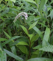 Lysimachia clethroides