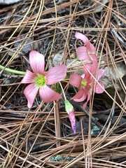 Oxalis tetraphylla