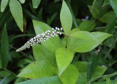Lysimachia clethroides